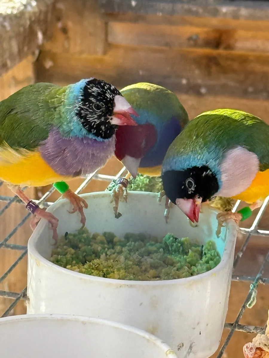 Gouldian Finches - Image 3