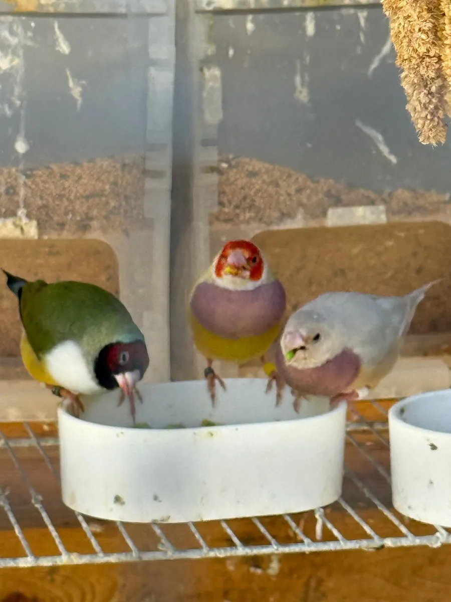 Gouldian Finches - Image 4