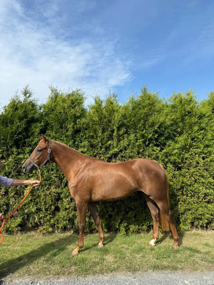 3yo filly by DIGNIFIED (Lot 776 Goresbridge Mon) - Image 2