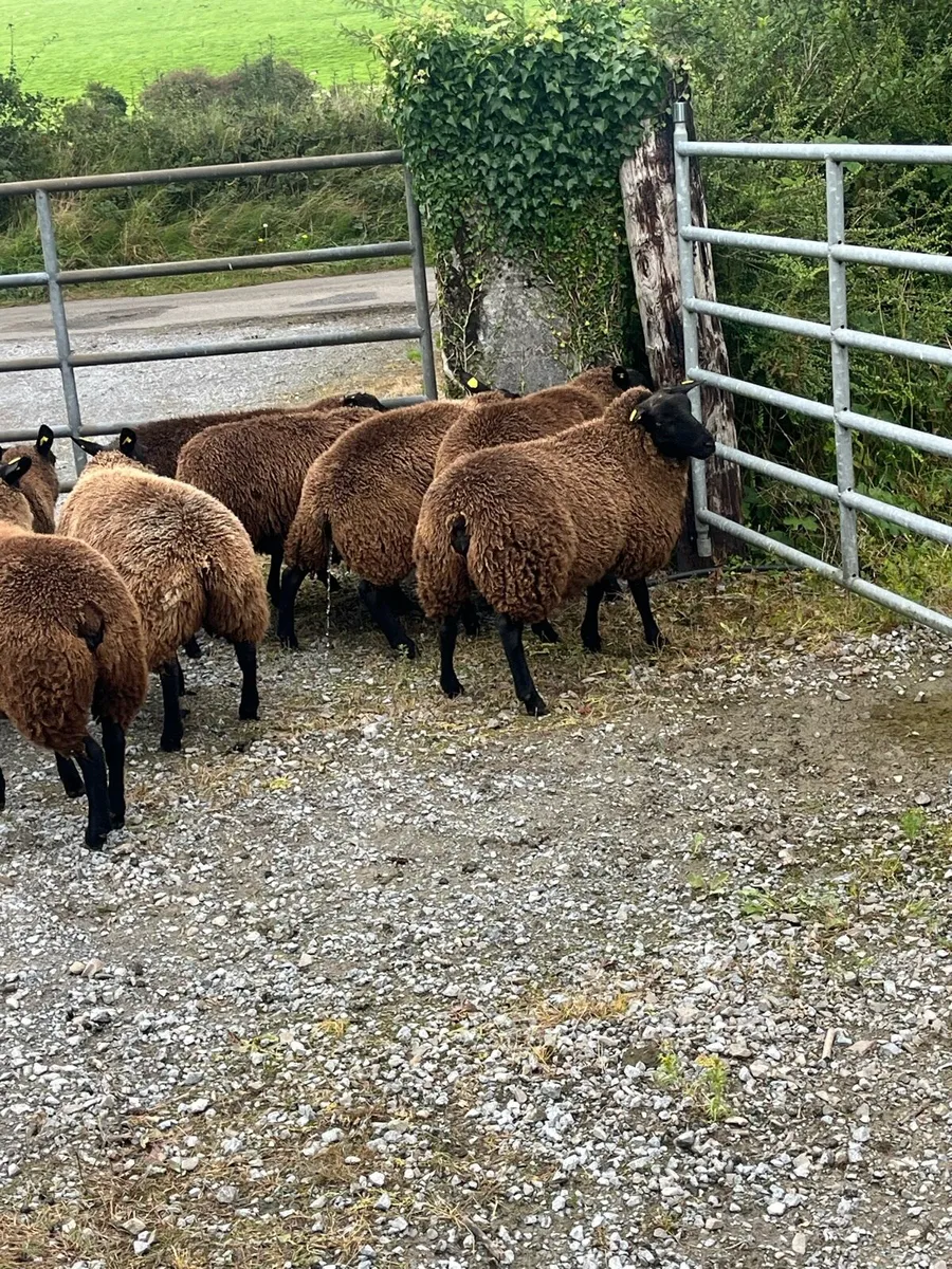 16 smashing breeding ewe lambs - Image 2