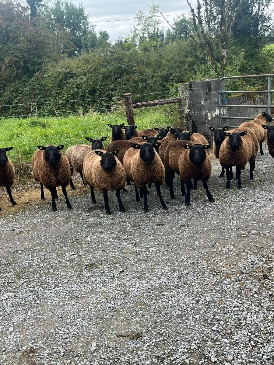 16 smashing breeding ewe lambs - Image 3
