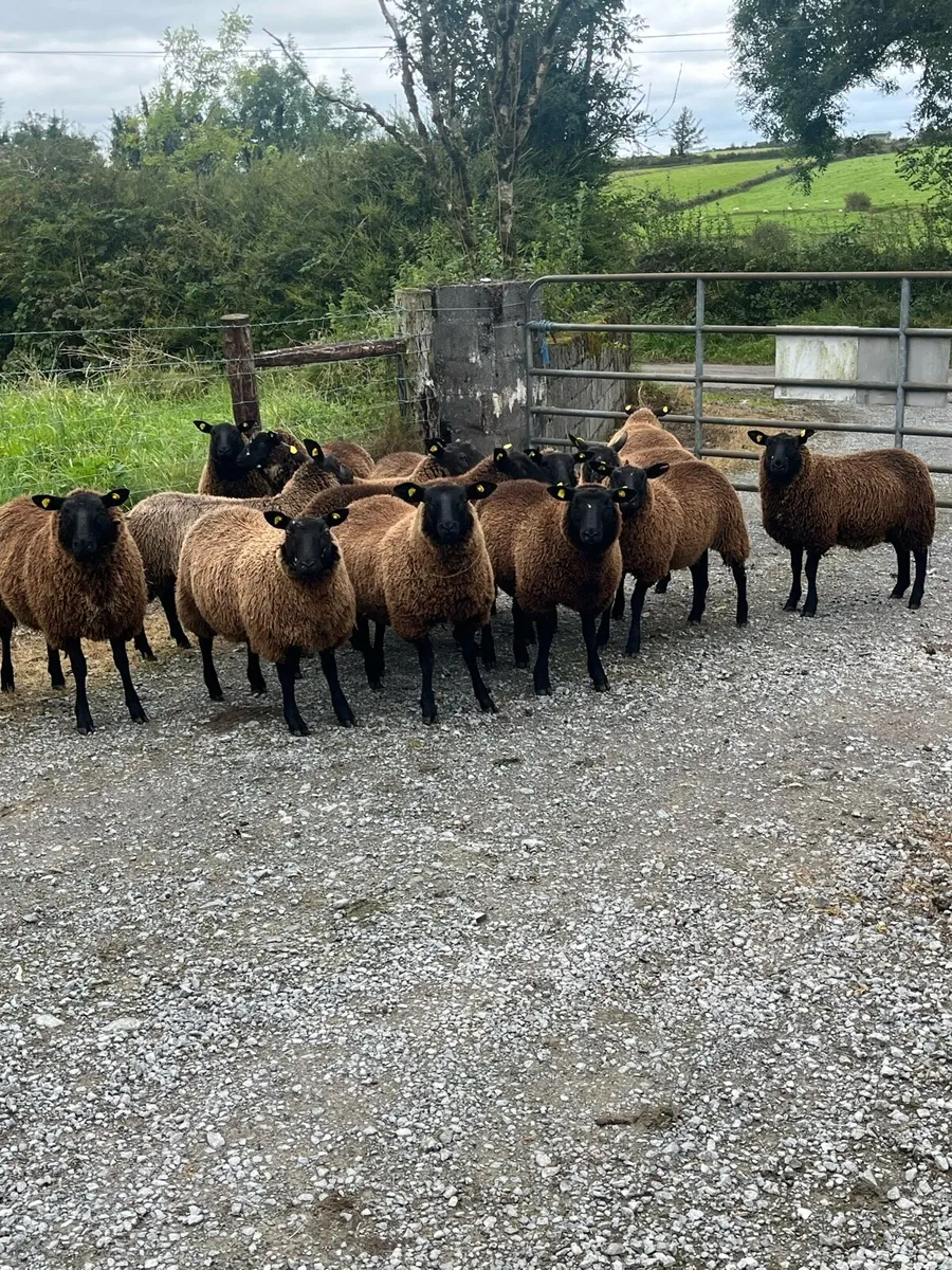 16 smashing breeding ewe lambs - Image 4