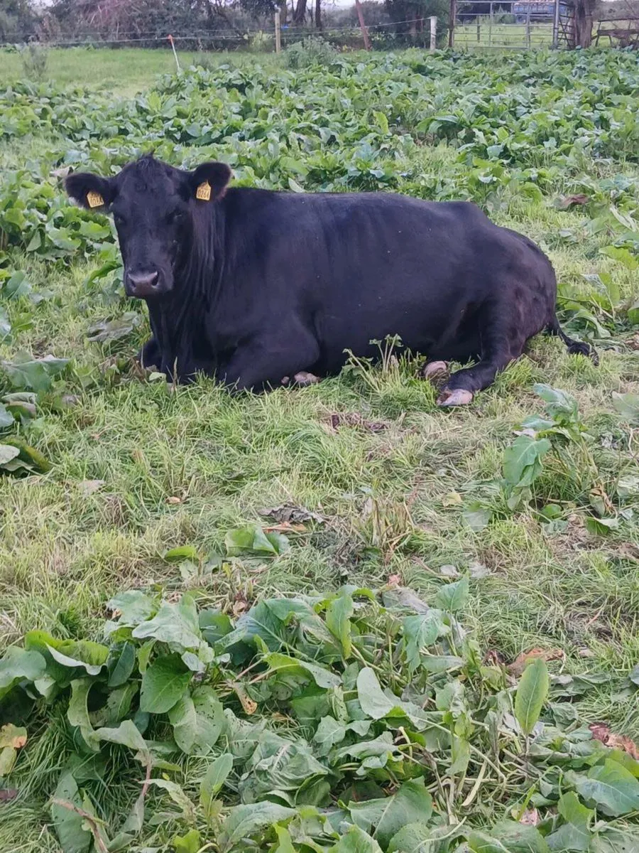 PBR Angus Cows - Image 1