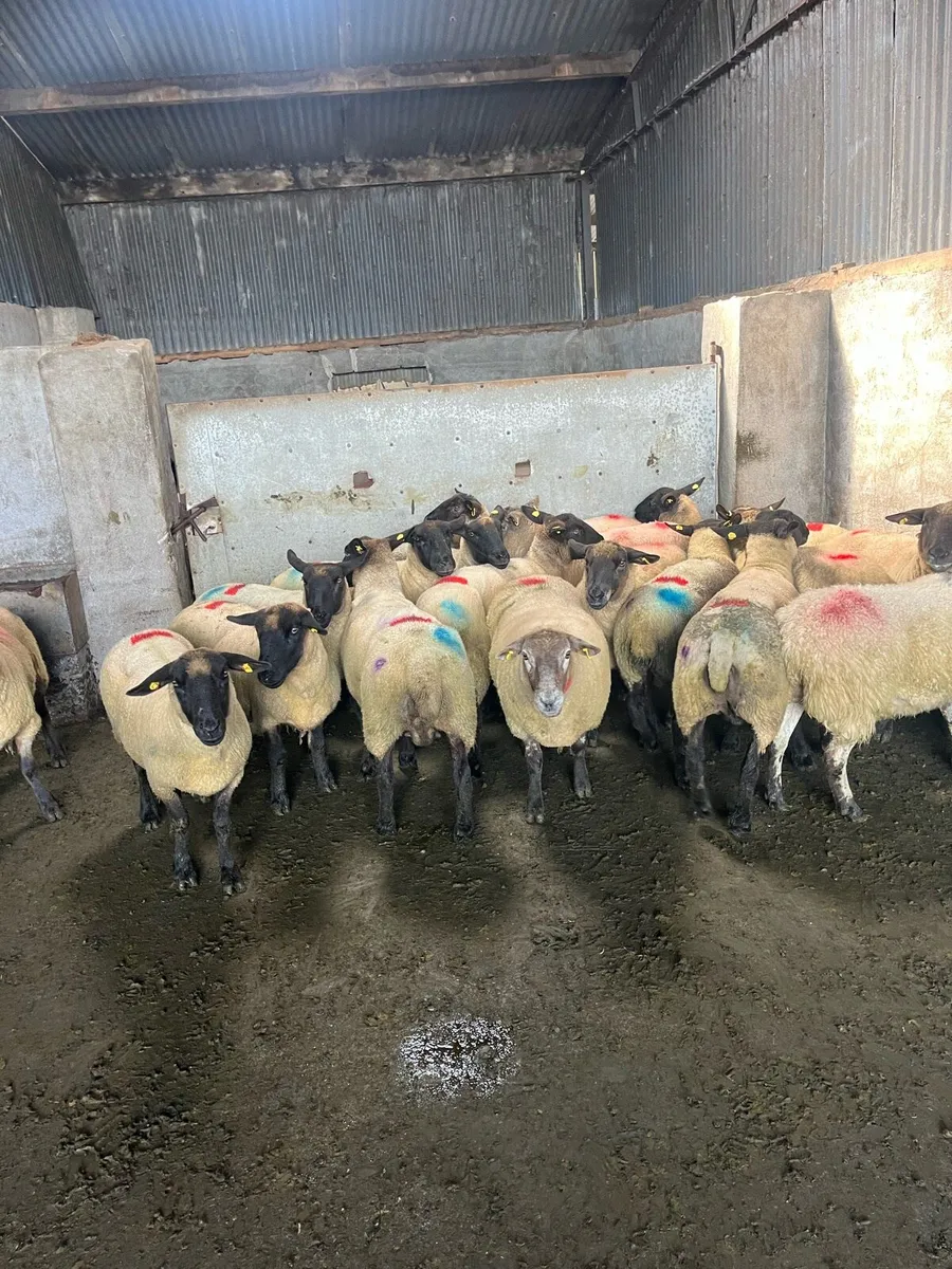20 smashing breeding ewes - Image 1