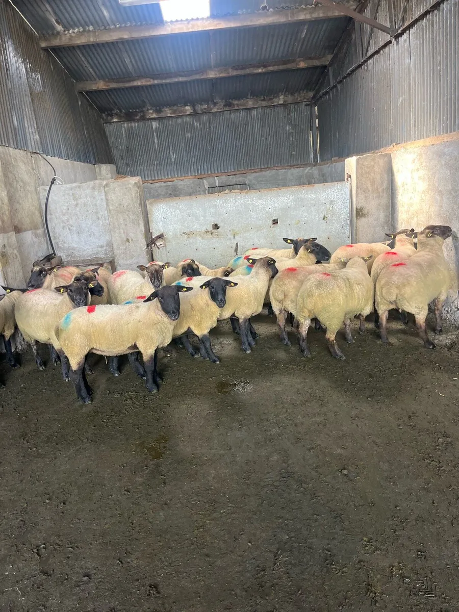 20 smashing breeding ewes - Image 2