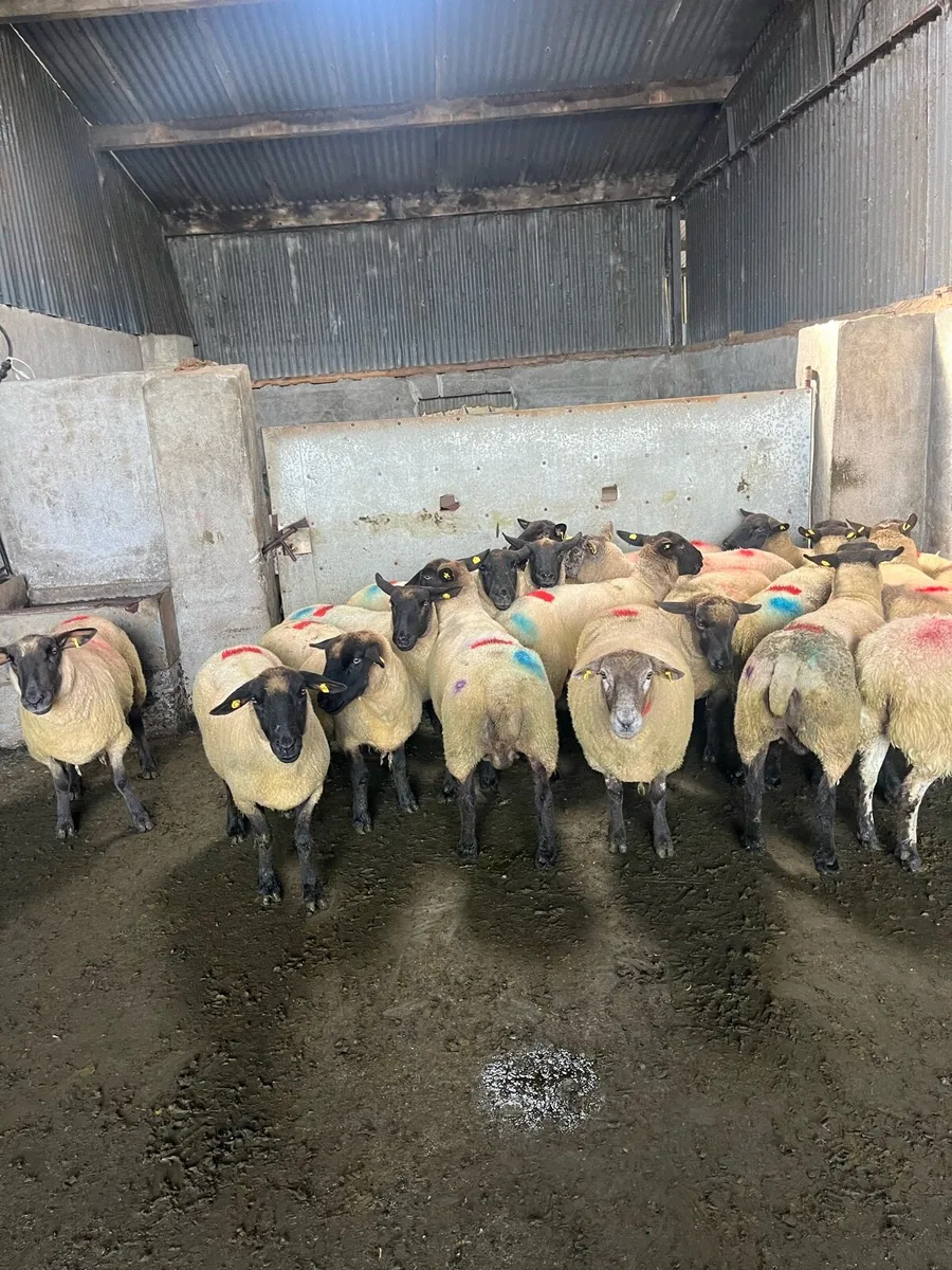 20 smashing breeding ewes - Image 3