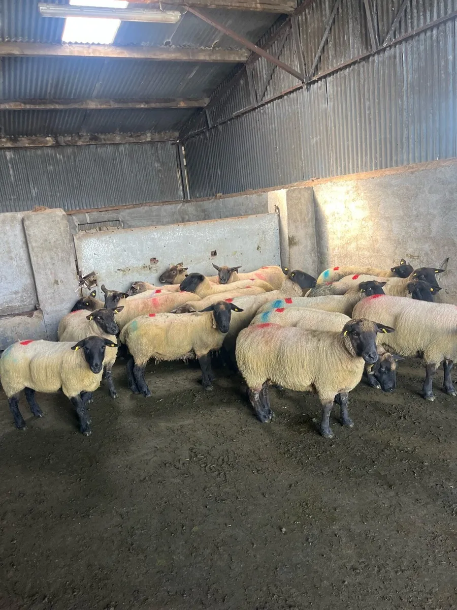 20 smashing breeding ewes - Image 4