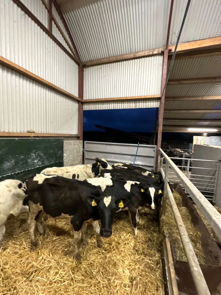 Friesian bulls - Image 1