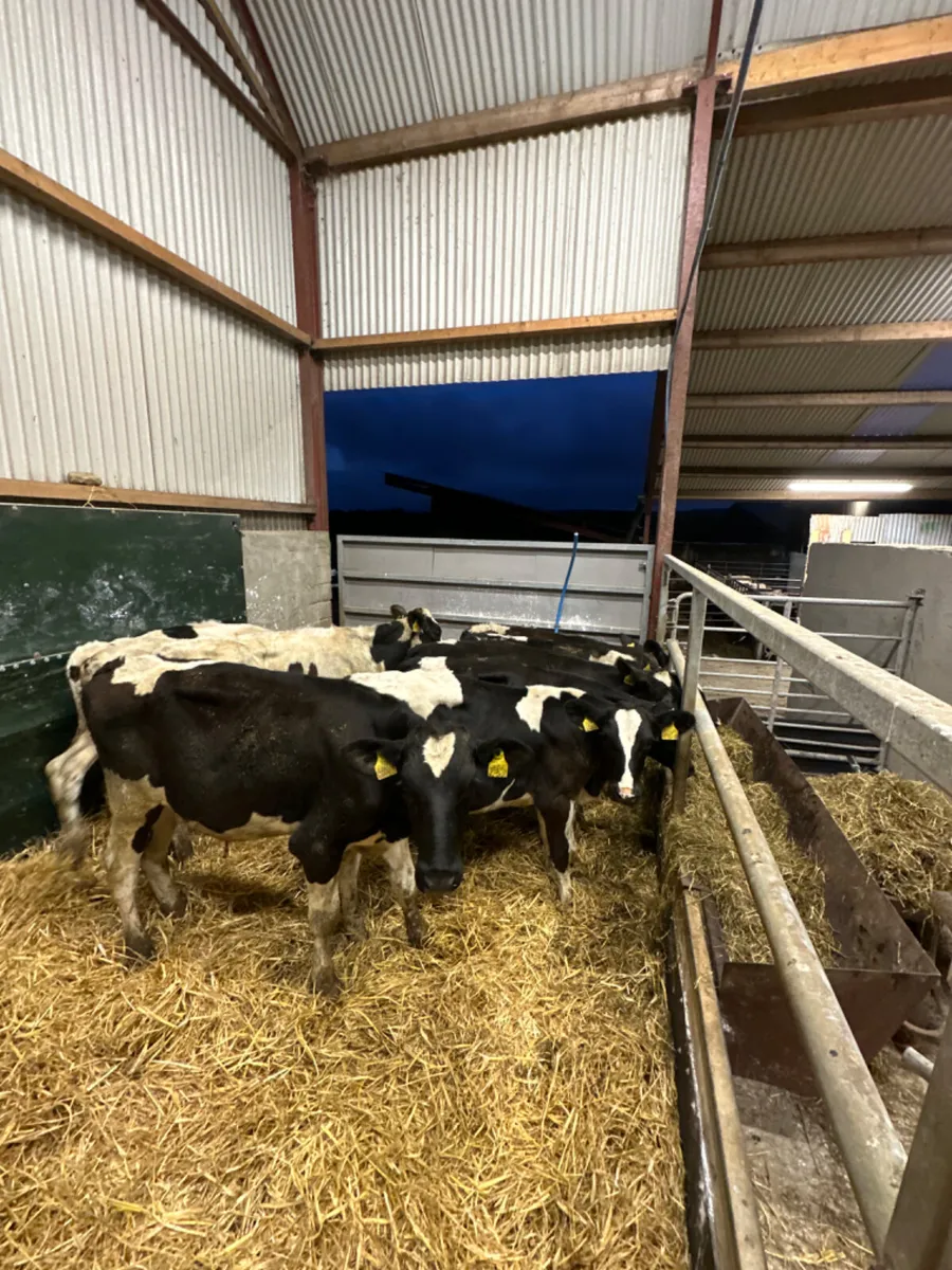 Friesian bulls - Image 2