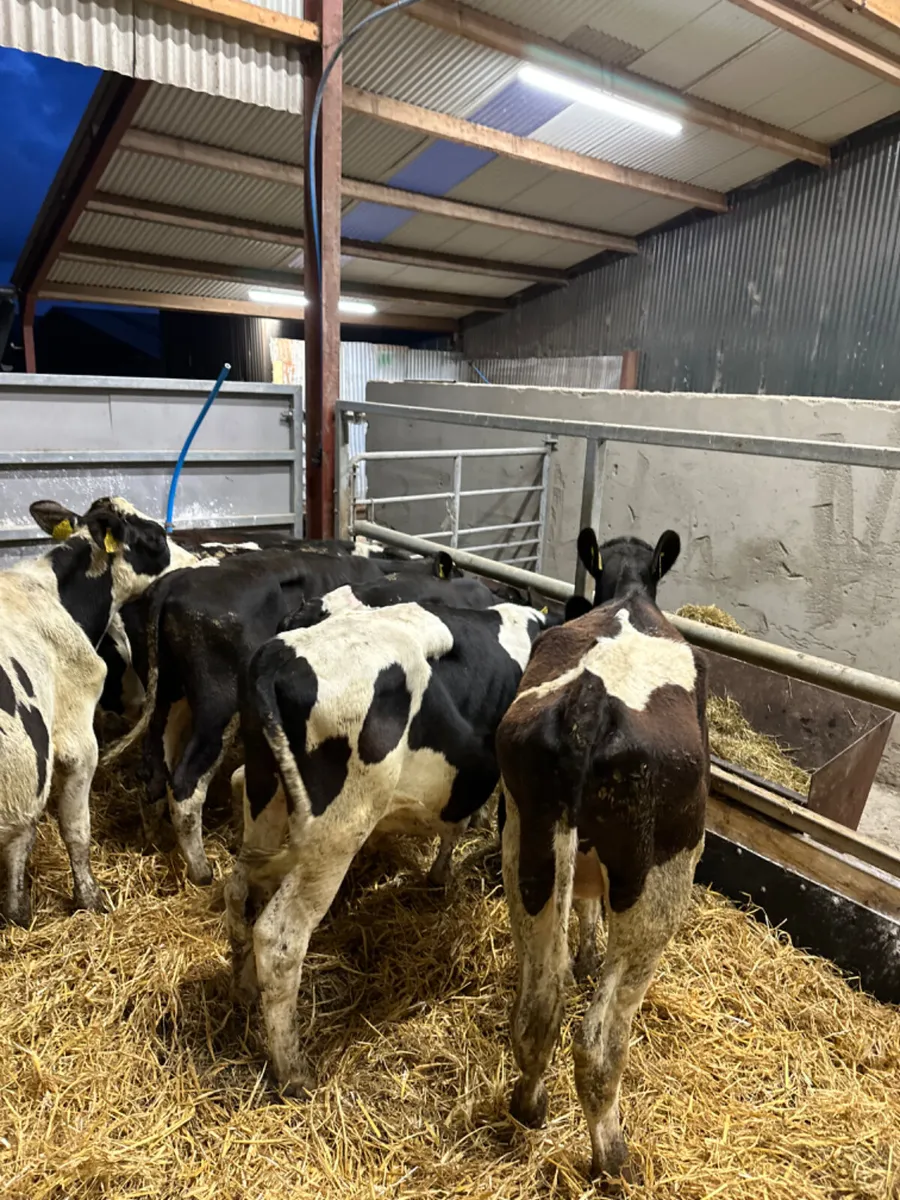 Friesian bulls - Image 3