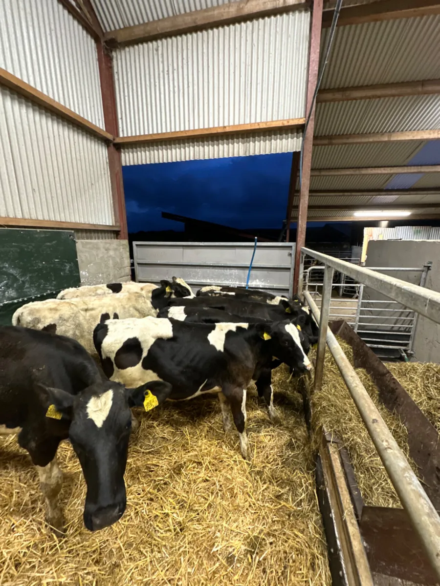 Friesian bulls - Image 4