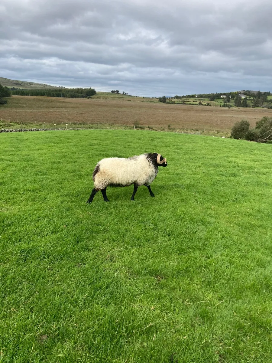 SIS Hogget ram - Image 1