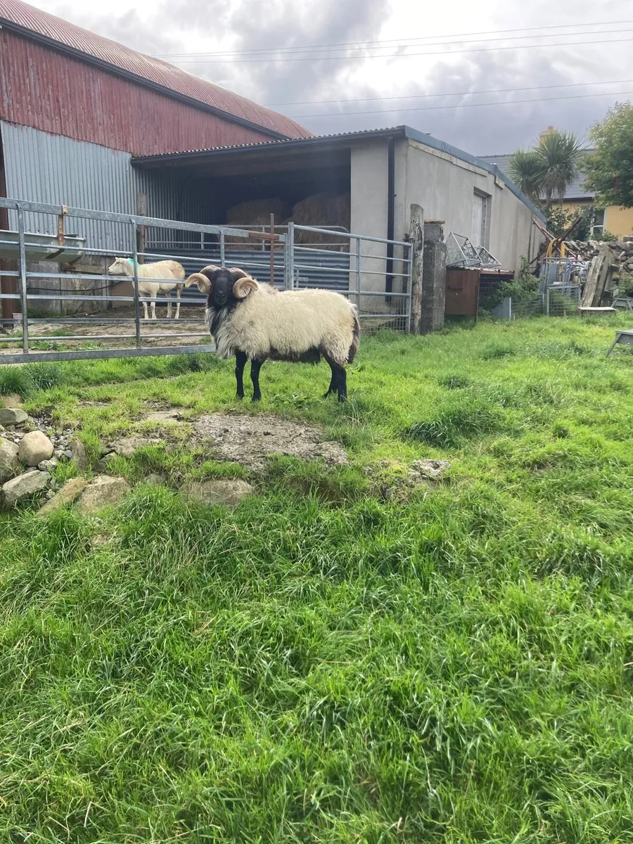 SIS Hogget ram - Image 2
