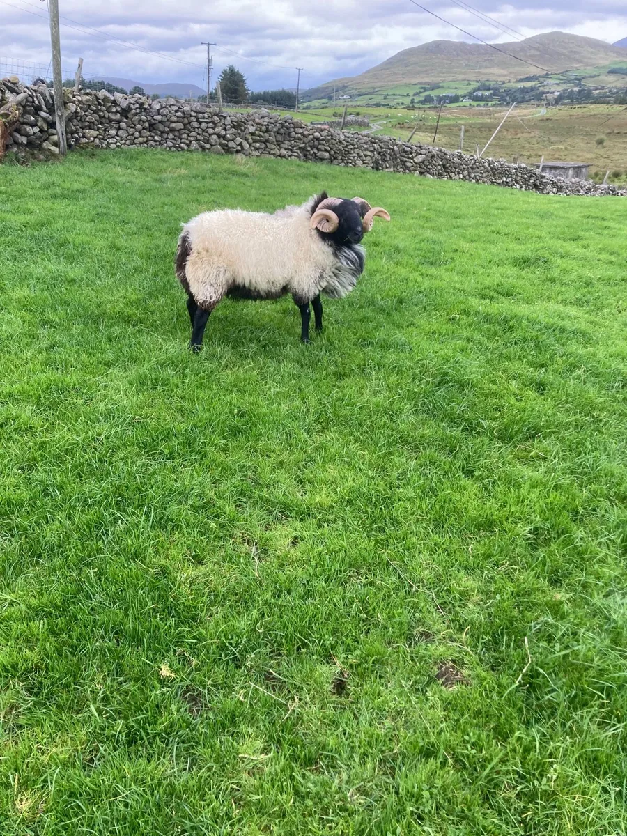 SIS Hogget ram - Image 4
