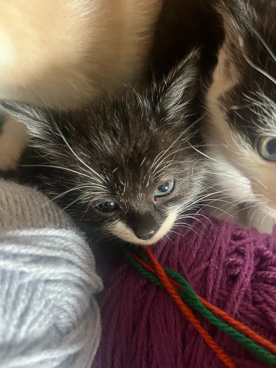 Kittens - Image 2