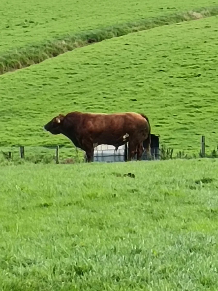 Hybrid Bull - Image 2