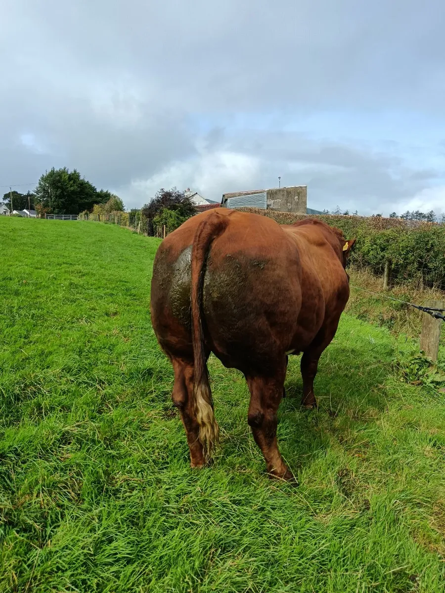Hybrid Bull - Image 3