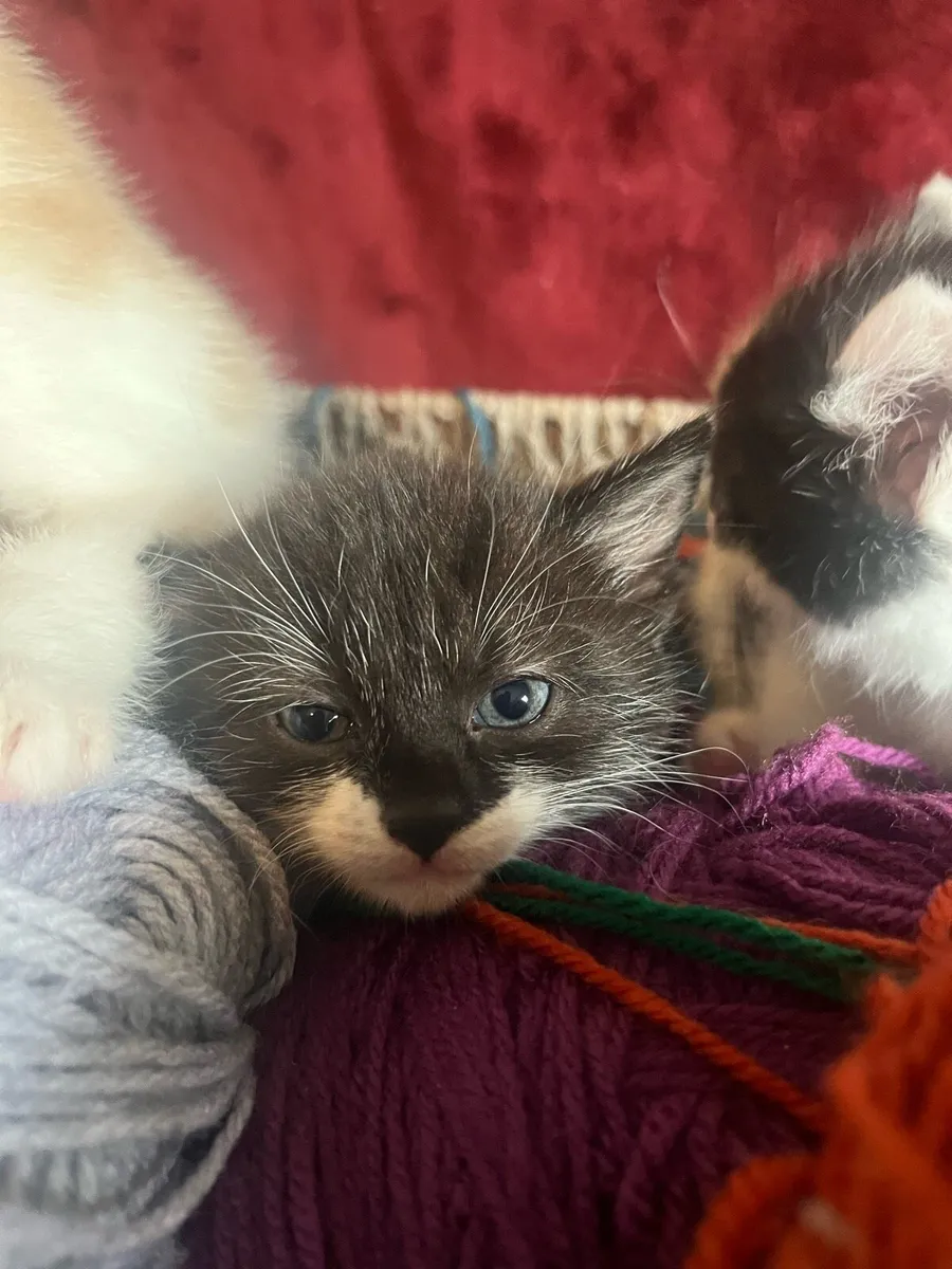 Kittens - Image 3