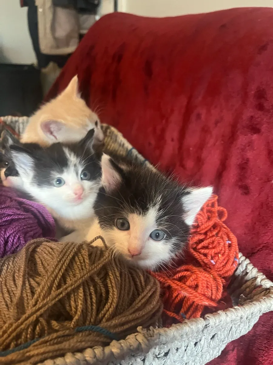 Kittens - Image 4