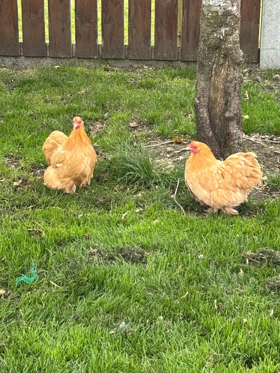 Chickens and Ducks - Image 4