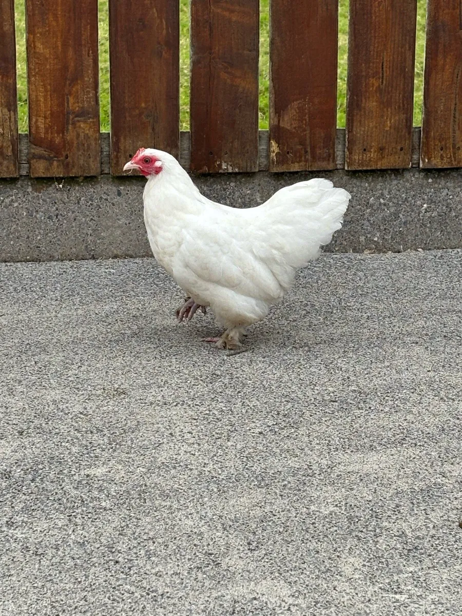 Chickens and Ducks - Image 2