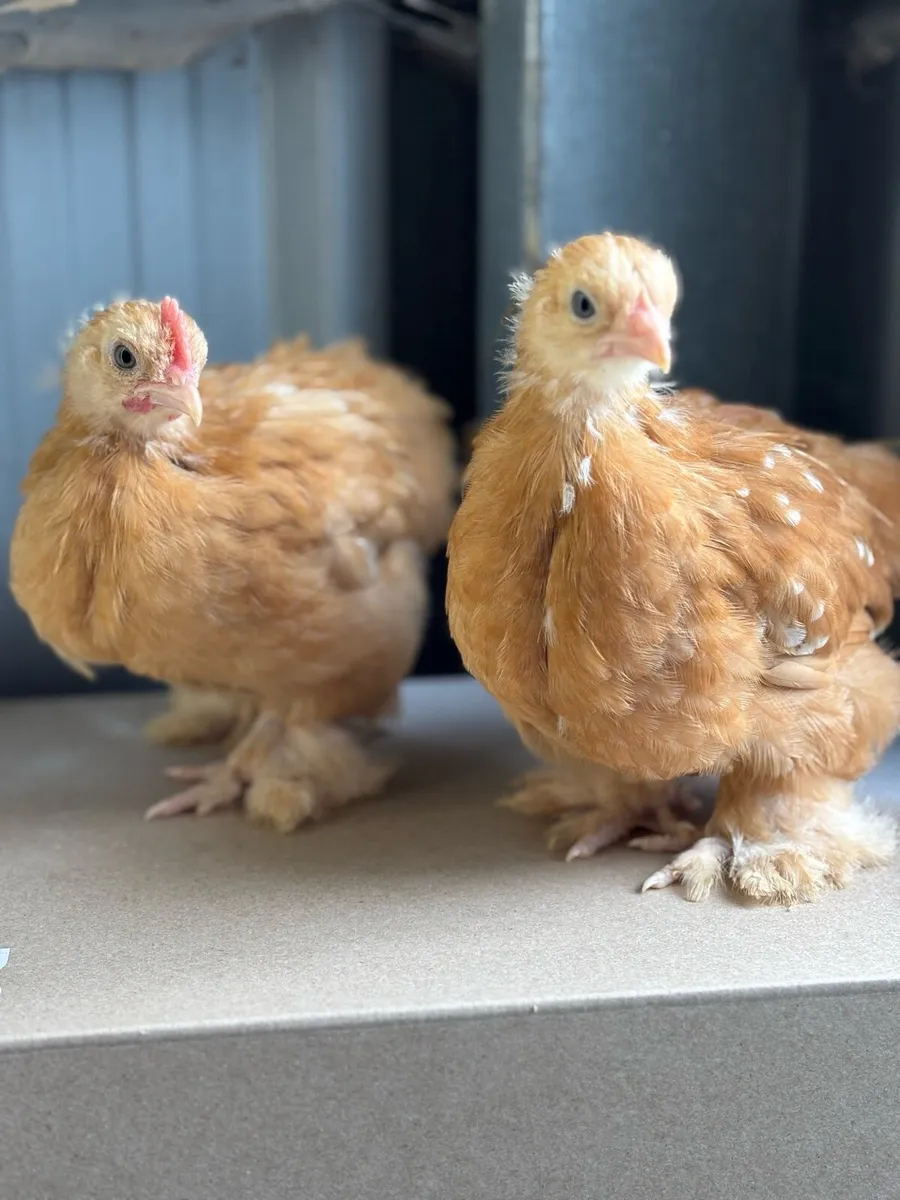 Chickens and Ducks - Image 3