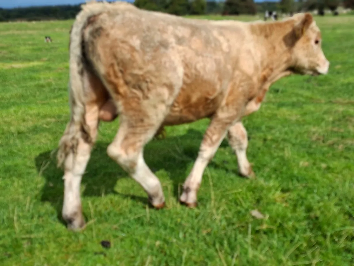 Golden Charolais Bull - Image 2