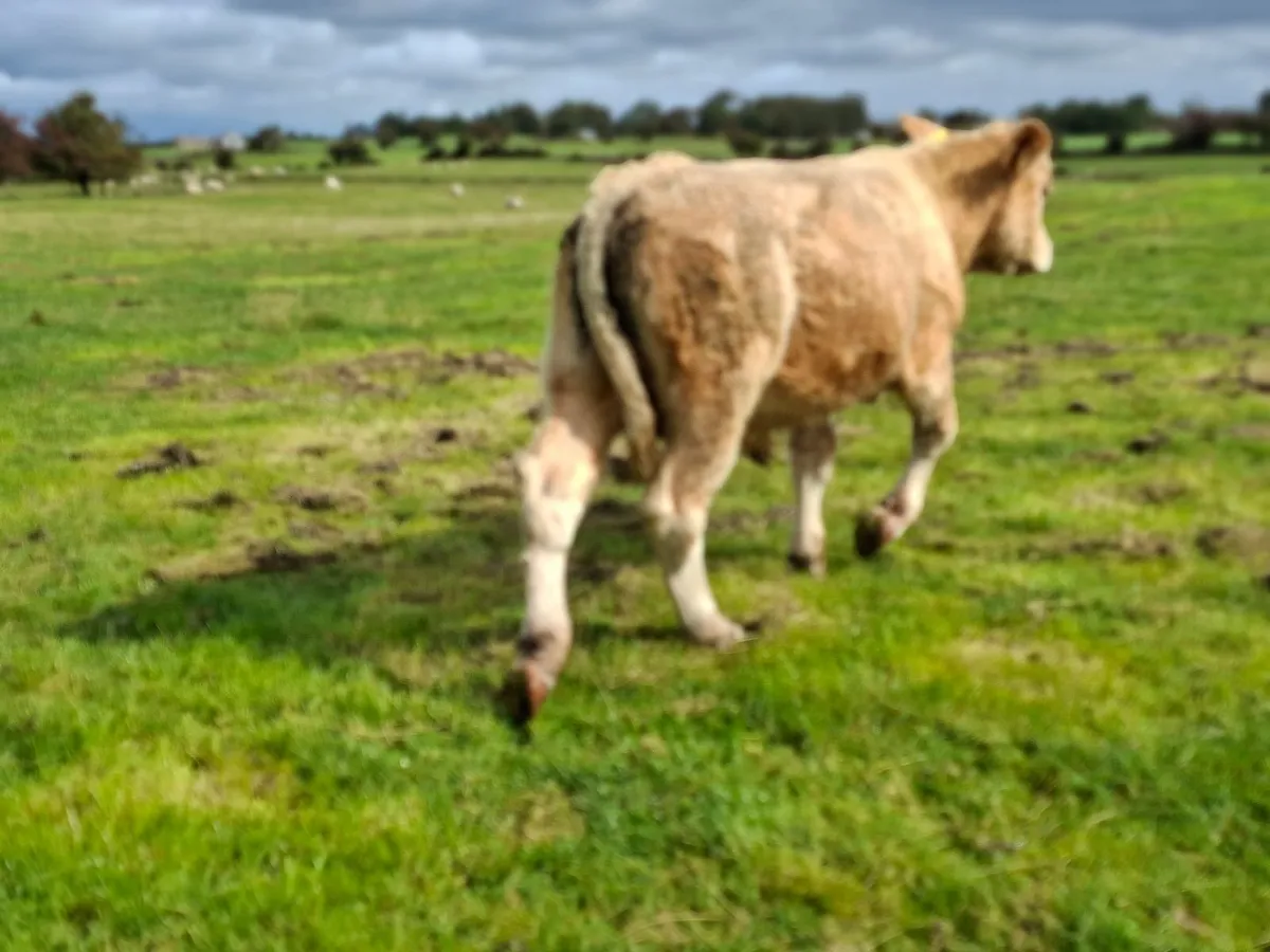Golden Charolais Bull - Image 3
