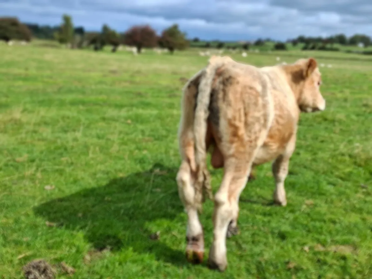 Golden Charolais Bull - Image 1