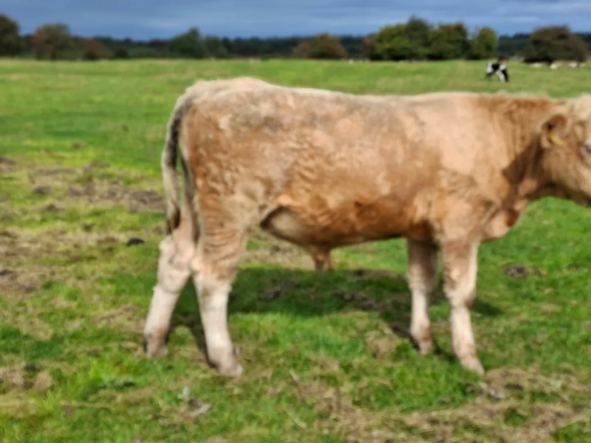 Golden Charolais Bull - Image 4
