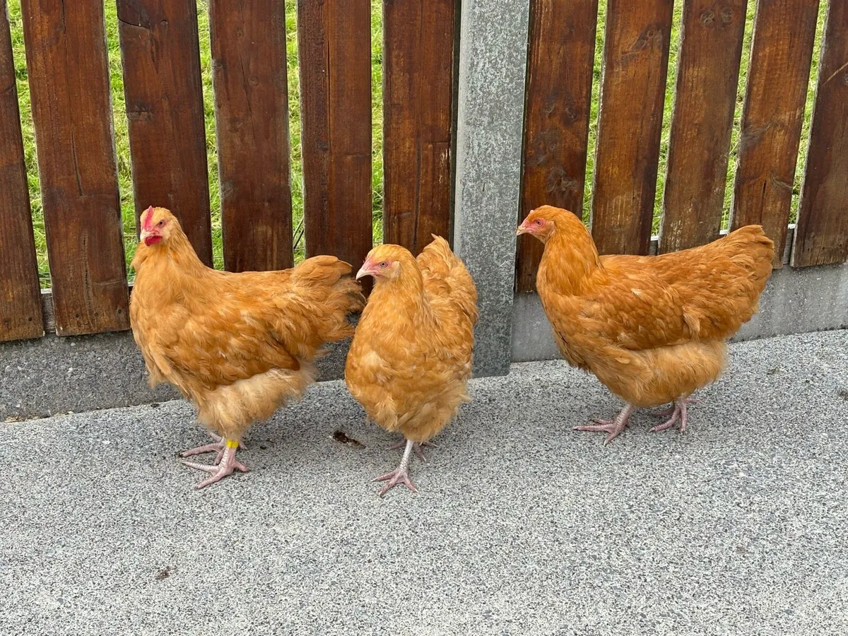 Chickens and Ducks - Image 1
