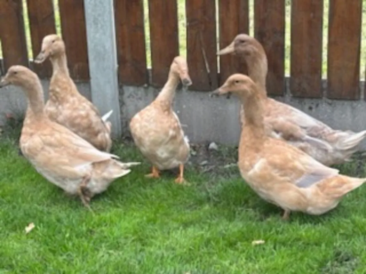 Chickens and Ducks - Image 2