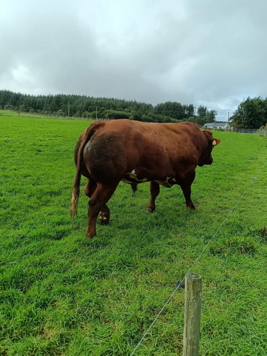 Hybrid Bull - Image 4