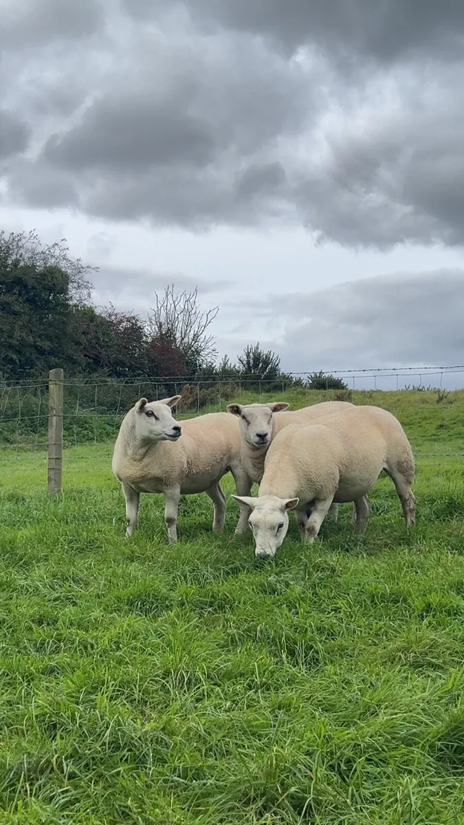 Pedigree texel hogget ewes - Image 2