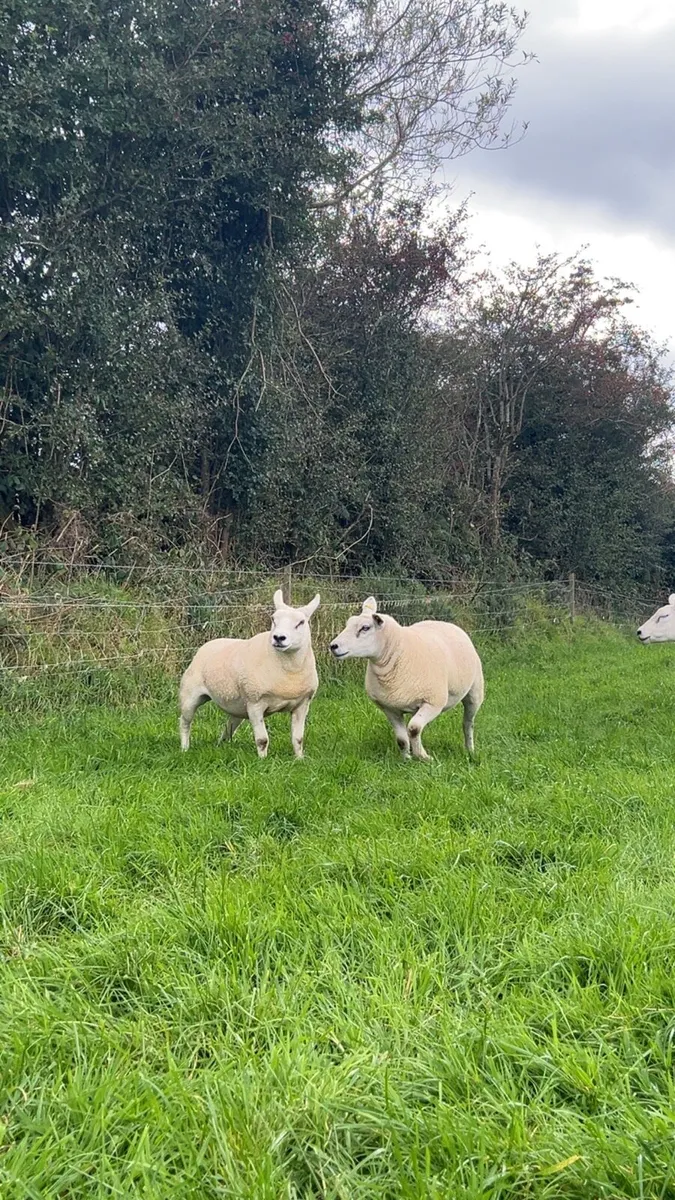 Pedigree texel hogget ewes - Image 3