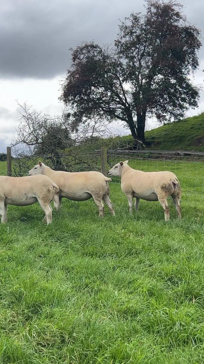 Pedigree texel hogget ewes - Image 4