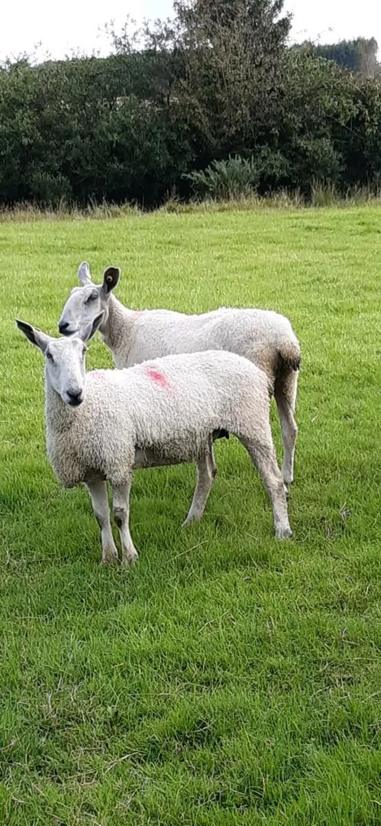 Pedigree blue faced Leicesters - Image 2