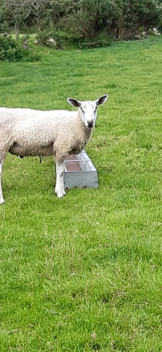 Pedigree blue faced Leicesters - Image 3