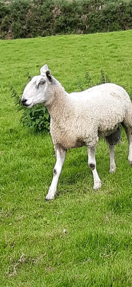 Pedigree blue faced Leicesters - Image 4