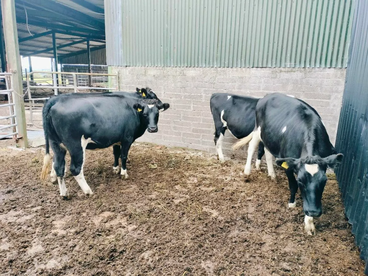 Heifers - Image 2