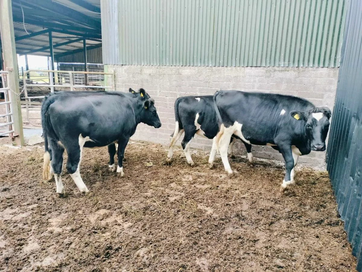 Heifers - Image 3