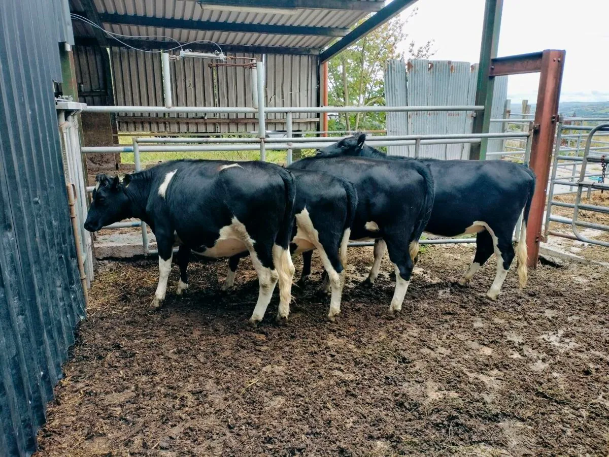Heifers - Image 4