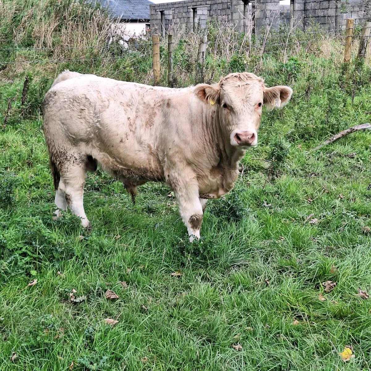 Bulls - Image 1