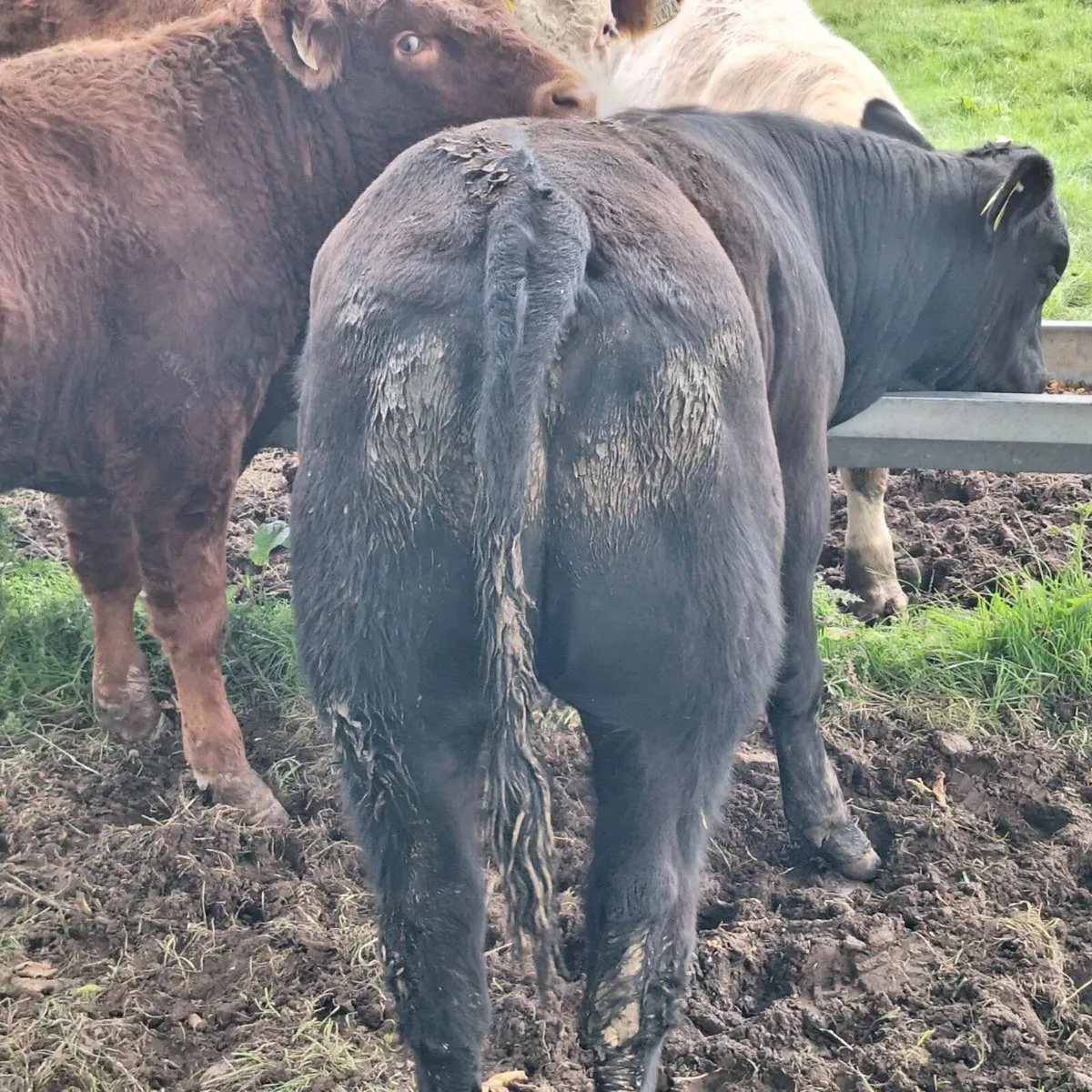 Bulls - Image 2