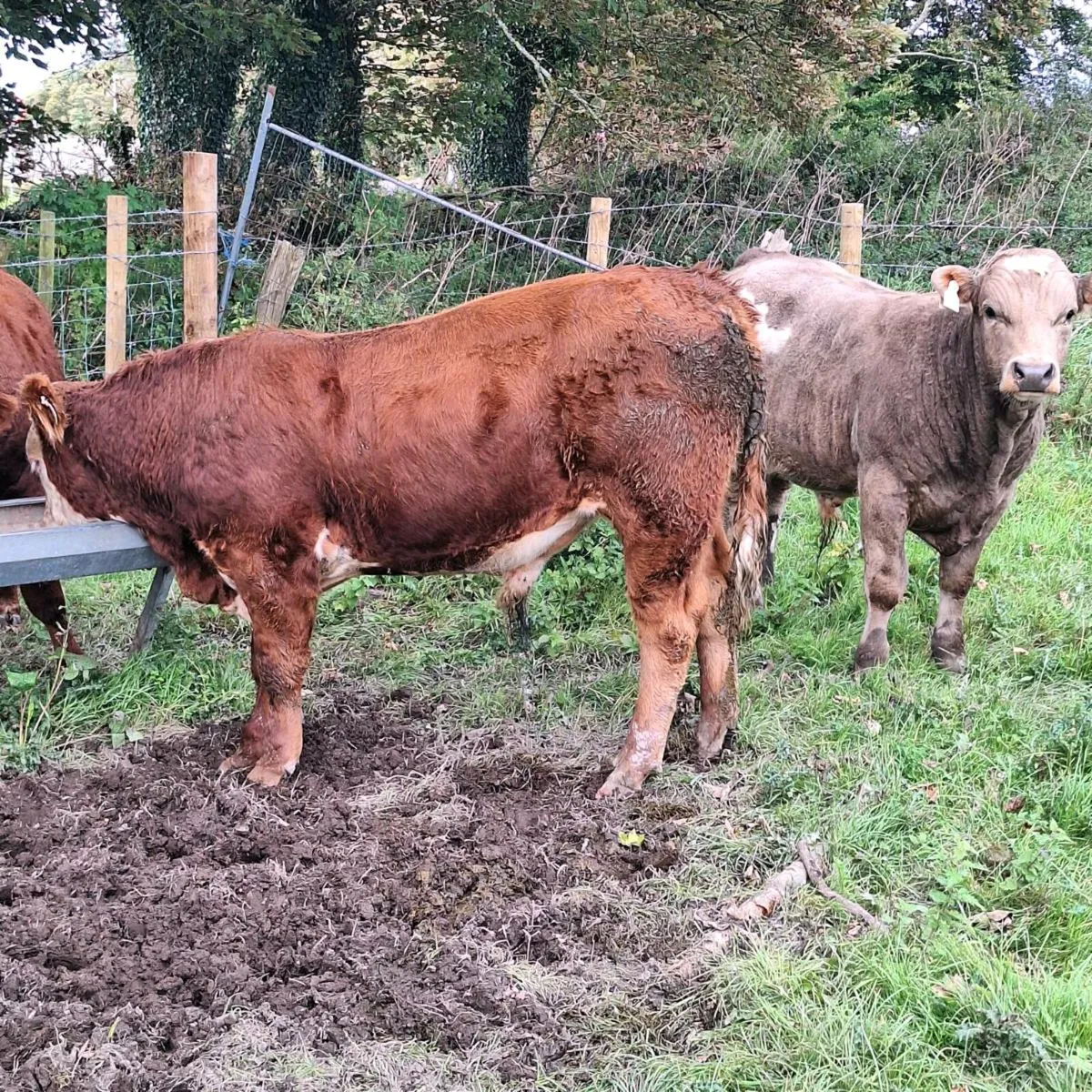 Bulls - Image 3