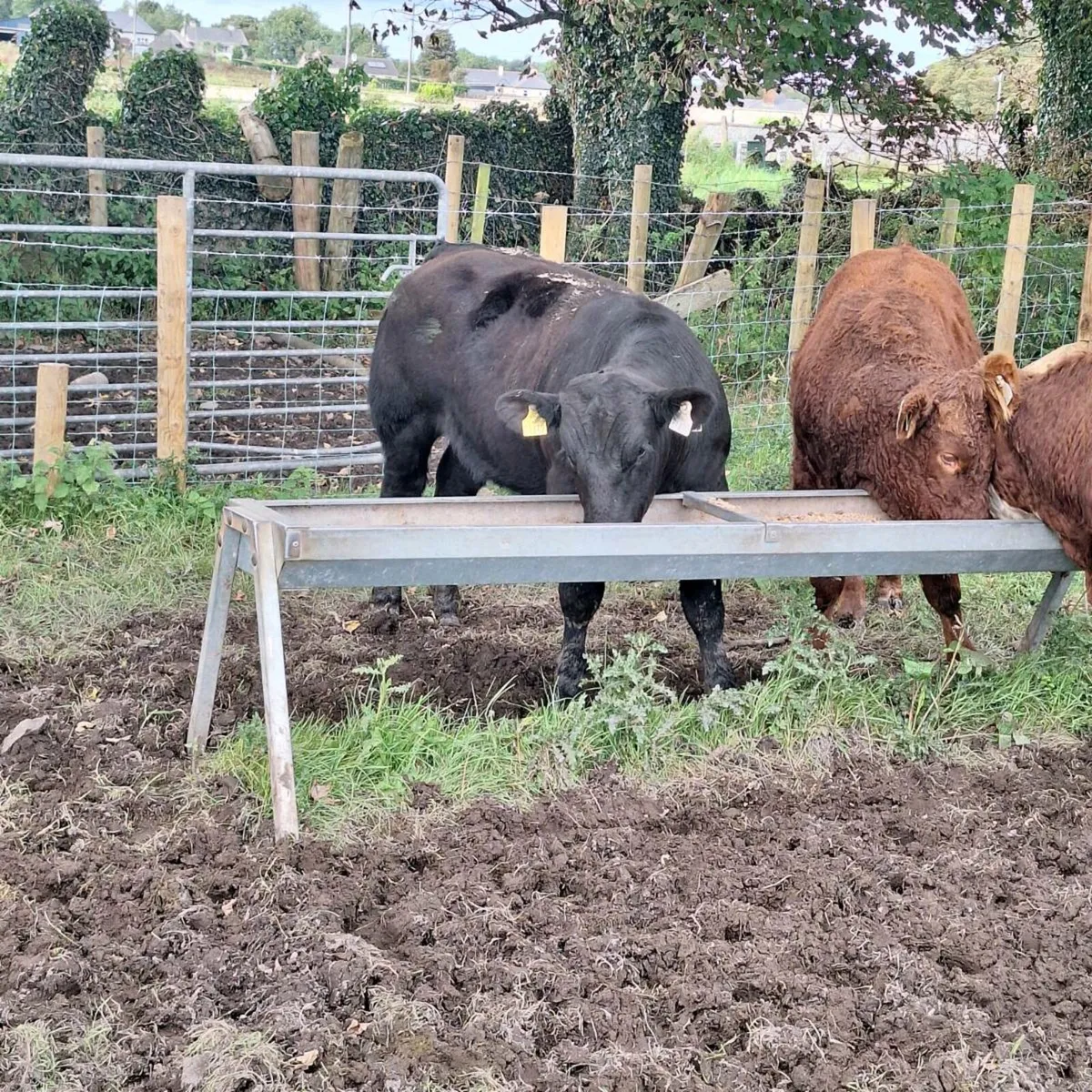 Bulls - Image 4