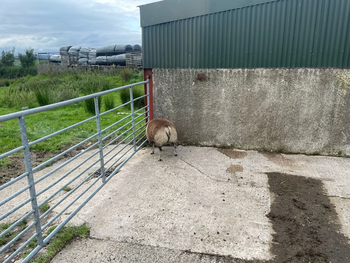 Pd badgerfaced ram lambs - Image 1