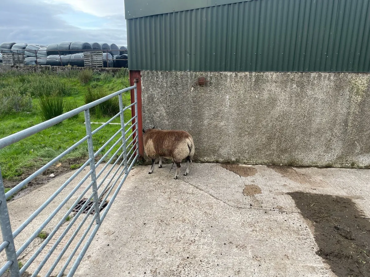 Pd badgerfaced ram lambs - Image 2
