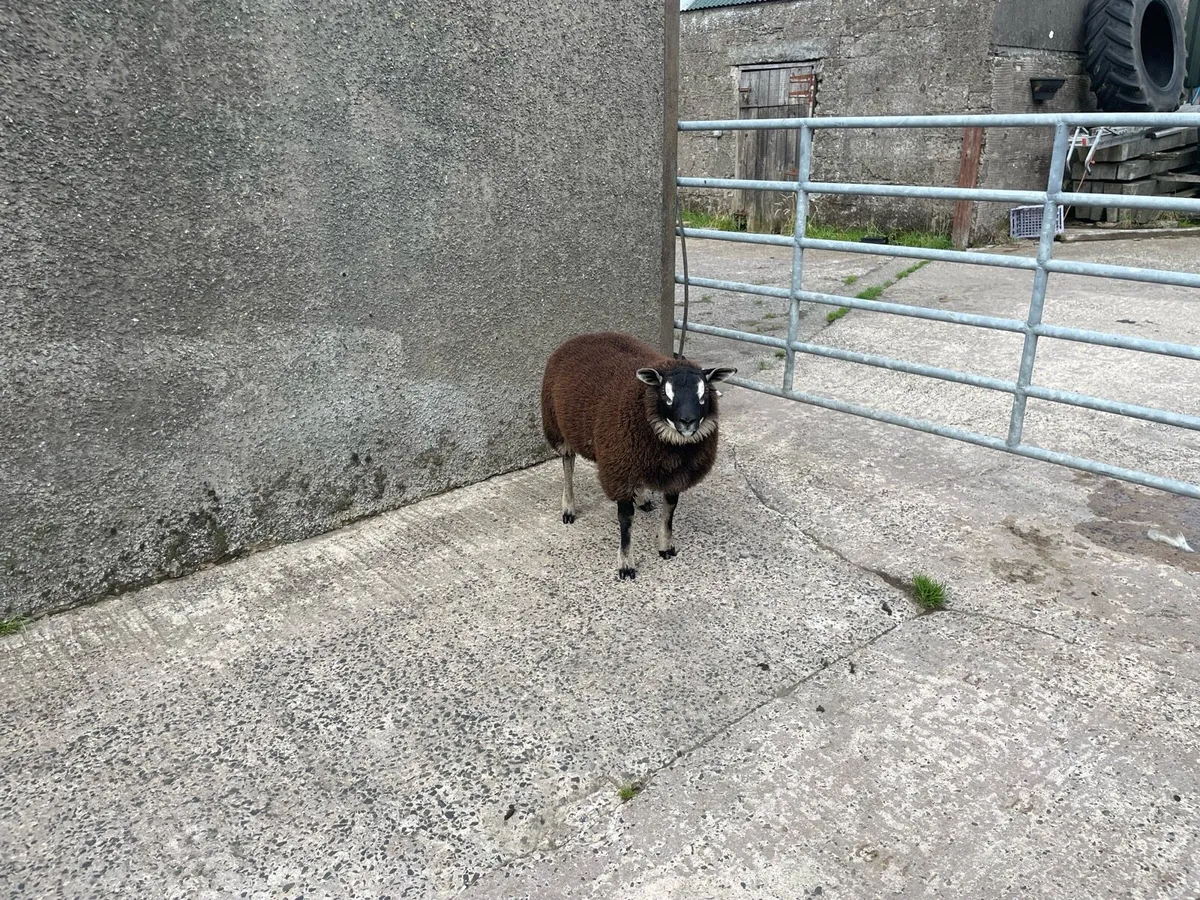 Pd badgerfaced ram lambs - Image 4