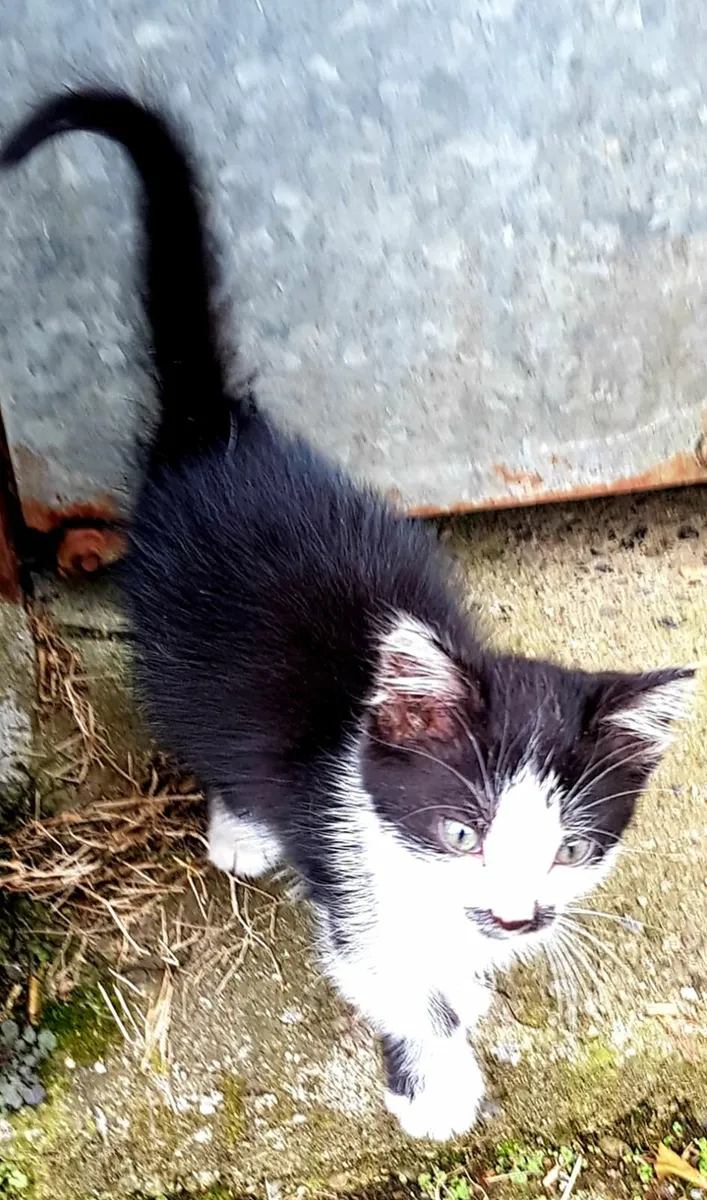 Cat - Image 3